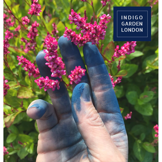 Exploring the Indigo Garden: A Journey into the Natural Blue