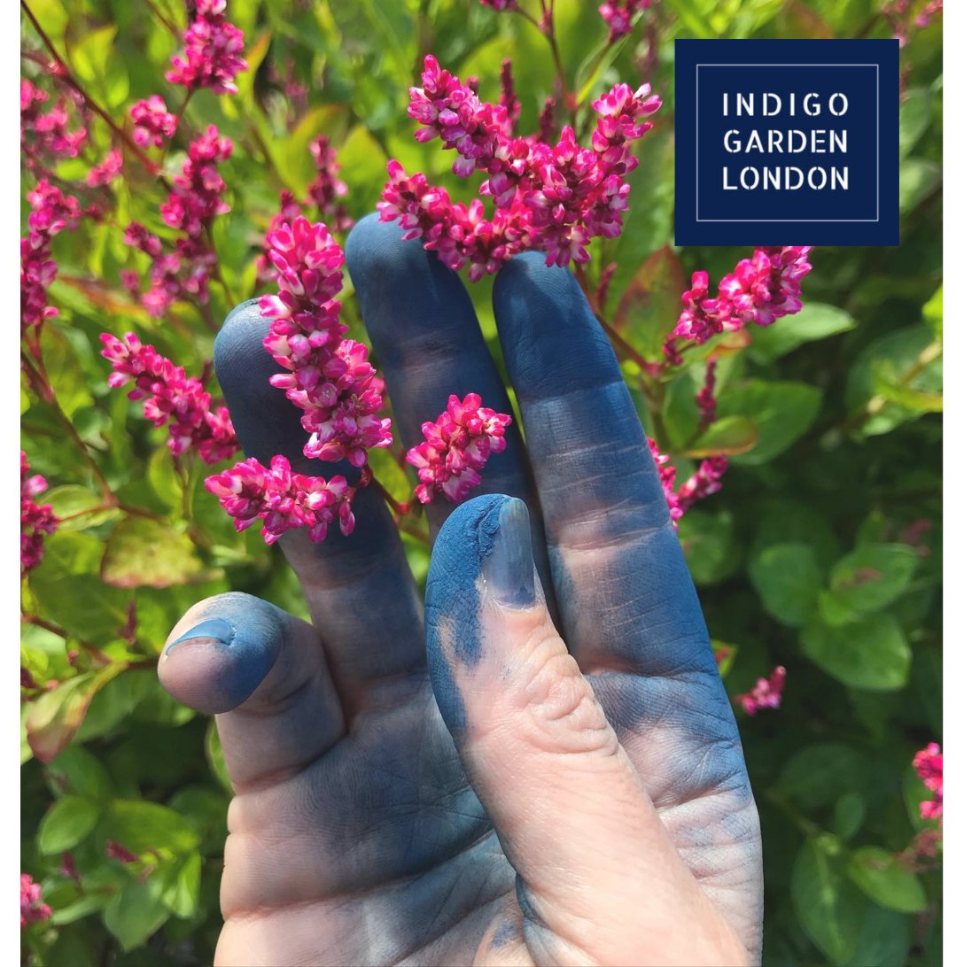 Exploring the Indigo Garden: A Journey into the Natural Blue - Denimoz